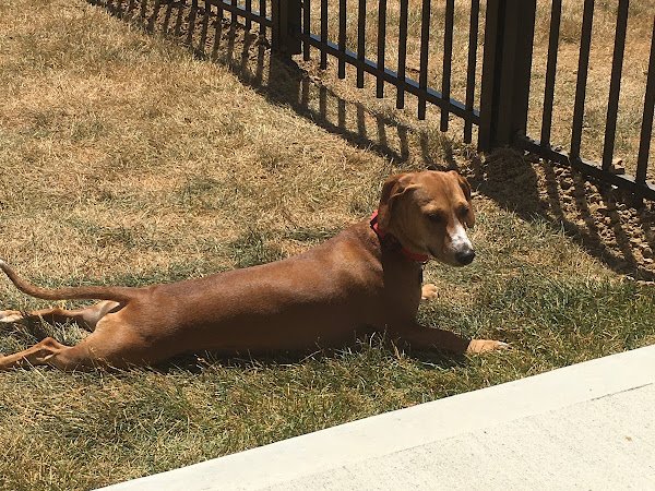 Blue Bird Fence Company Customer Review